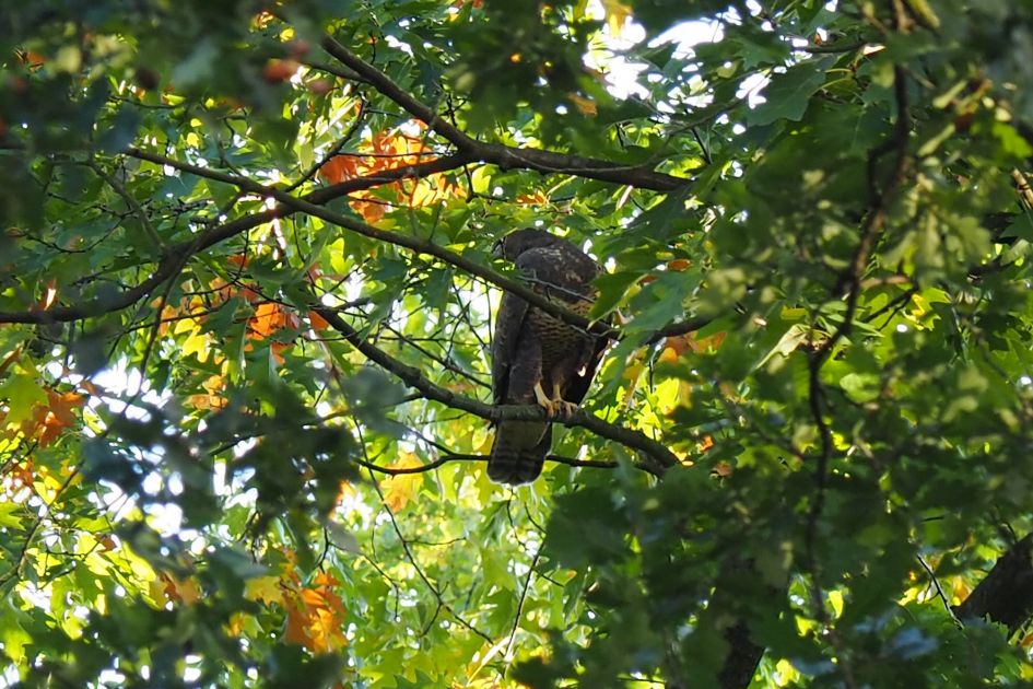 Welke roofvogel is dit